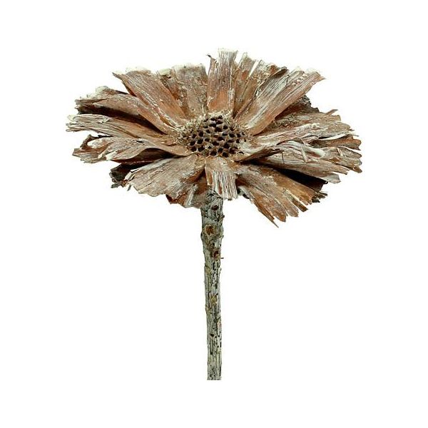 Rosetta Di Protea Bianca 8-9 Cm Lavata, Decorazione Con Fiori Secchi, Decorazione Floreale Funeraria, Set Di 25 Pezzi-image