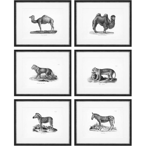 Casa Padrino Quadri Set Di 6 Animali Storici Nero/Bianco 53,5 X H. 43,5 - Stampe Artistiche Con Cornice In Legno-image