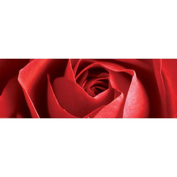 Fiori - Poster Per Porta - Rosa Rossa + 1 Poster Di Dimensioni 61X91,5 Cm-image