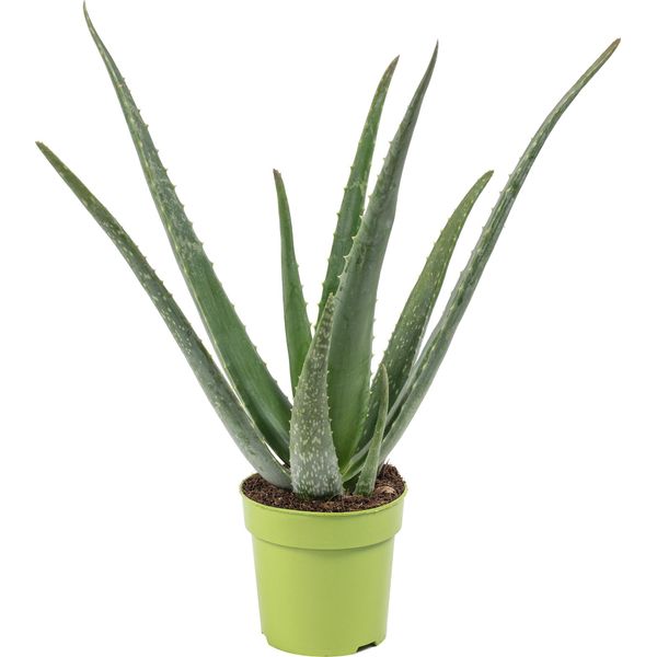 Aloe Vera - Pianta D'appartamento Di Facile Manutenzione, Aloe Vera - Altezza Circa 40 Cm, Vaso Ø 12 Cm-image