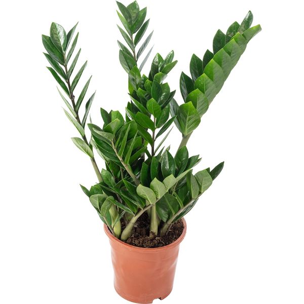 Piuma Fortunata - Pianta D'appartamento Di Facile Cura, Zamioculcas Zamiifolia 3+ - Altezza Circa 55 Cm, Vaso Ø 17 Cm-image