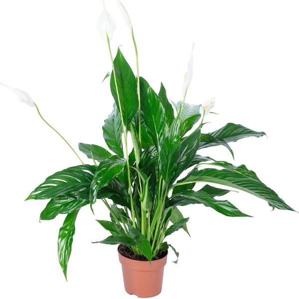 Monopodium 3-5 Fiori/Boccioli - Pianta D'appartamento Di Facile Manutenzione, Spathiphyllum - Altezza Circa 50 Cm, Vaso Ø 13 Cm-image