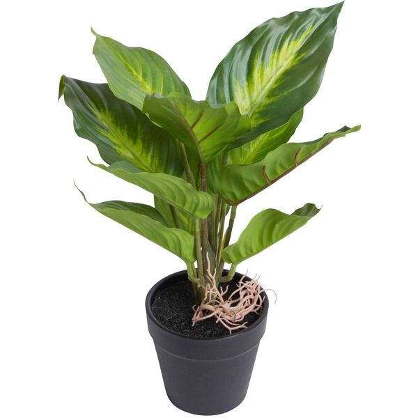 KüNstliche Zimmerpflanze BOTANIC-HAUS "Dieffenbachia Camila", GrüN (GrüN, HellgrüN), B:24Cm H:28Cm T:24Cm Ø:24Cm, Kunststoff, Kunstpflanzen, KüNstliche Zimmerpflanze-image