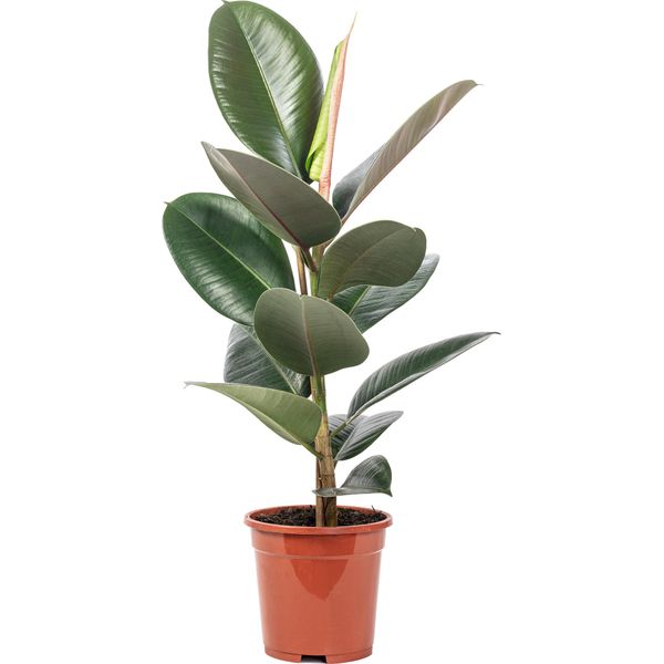 Albero Della Gomma - Pianta D'appartamento Di Facile Manutenzione, Ficus Elastica 'Robusta' - Altezza Circa 50 Cm, Vaso Ø 17 Cm-image