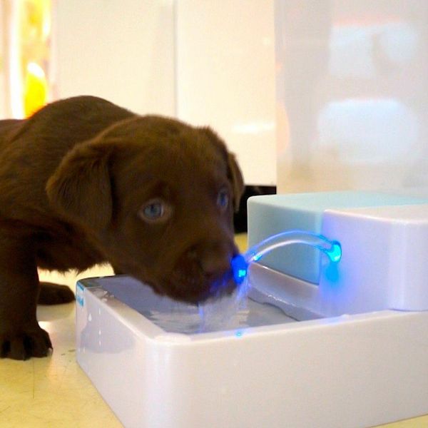 Topchances 1.8L Dog Cat Automatic Water Fountain Pet Fountain Led Automatic Pet Water Drinking Fountain Con Filtro A Carbone E Distributore D'acqua Circolante Pet Drinking Fountains-image