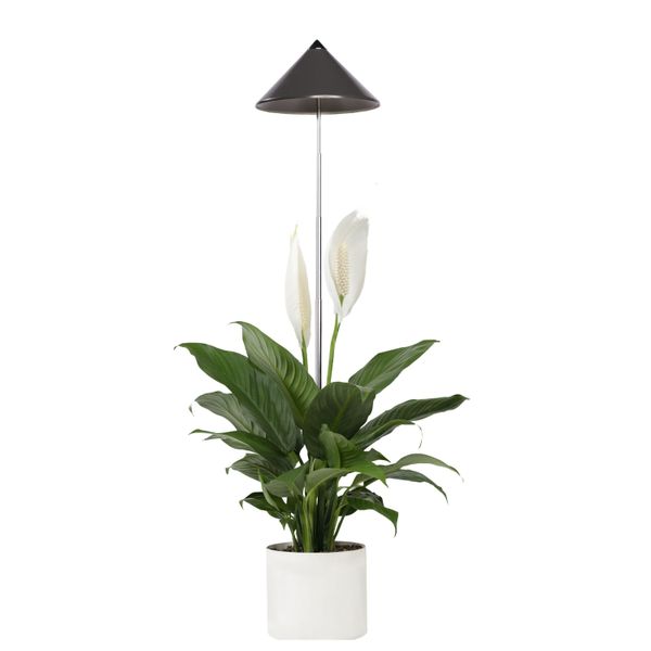 Parus By Venso Sunlite 7W Lampada Per Piante A Led, Grigio-image