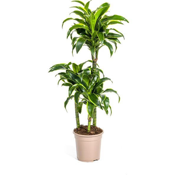 Dracaena Deremensis Dorado - Albero Del Drago - Pianta D'appartamento - Ø21Cm - Altezza 100-120Cm - Foglie Verde Scuro Con Bordo Giallo - Facile Da Curare E Decorare-image