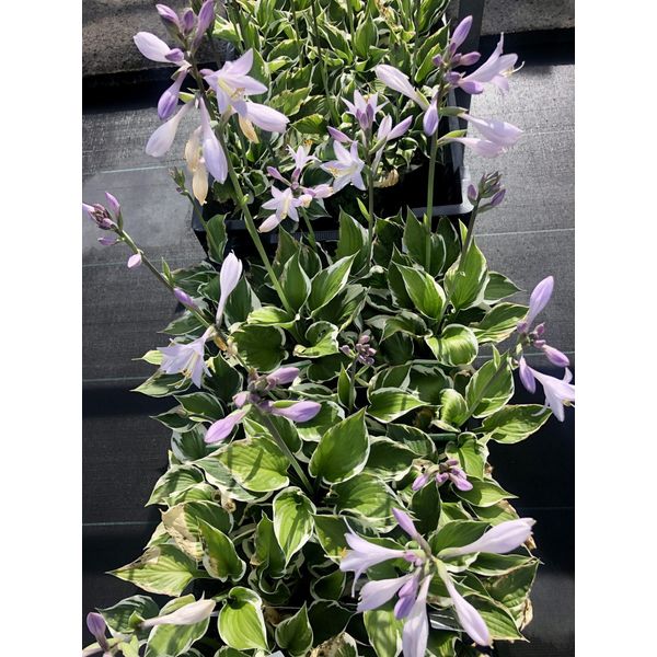 6 X Hosta Hybr. 'Patriot' - Diffusioni - Topf 9 X 9 Cm-image