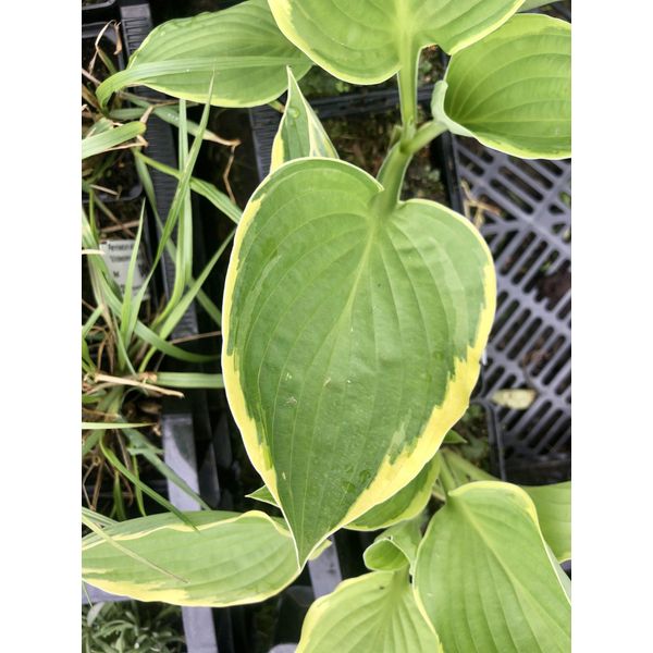 6 X Hosta Aureomarginata - Fucus - Topf 9 X 9 Cm-image