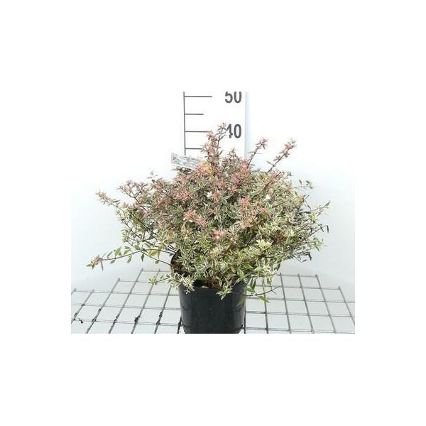 Abelia Grand. 'Confetti'® ('Conti'®) - Abelie Confetti 25- 30 Cm Container-image
