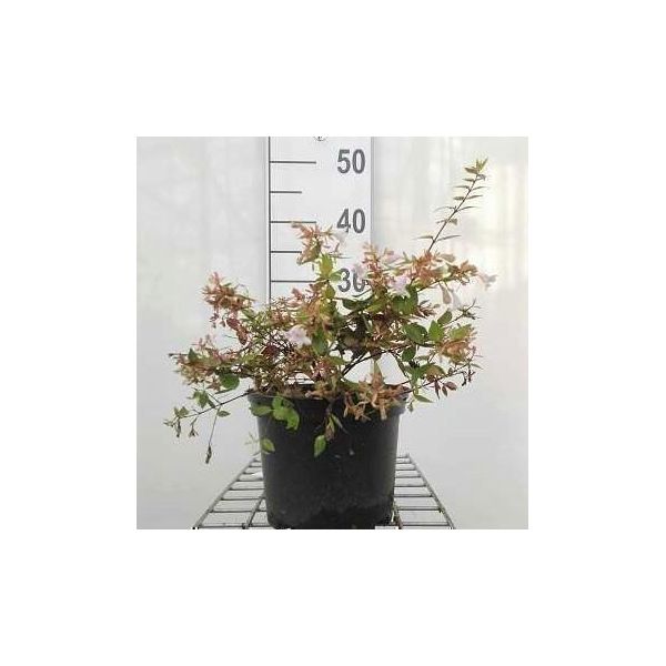 Abelia Grand. 'Francis Mason' ('Variegata') - Abelia Grandiflora Francis Mason 25- 30 Cm In Contenitore-image