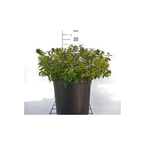 Abelia Grand. 'Caleidoscopio'® - Abelia Grandiflora Caleidoscopio 50- 60 Cm Contenitore-image