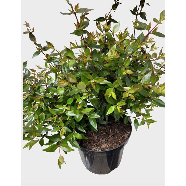 Abelia Grand. Prostrata' - Abelia 40- 50 Cm In Contenitore-image