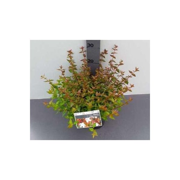 Abelia Grand. 'Sherwood' - Abelia Sherwood A Fiore Grande 25- 30 Cm In Contenitore-image