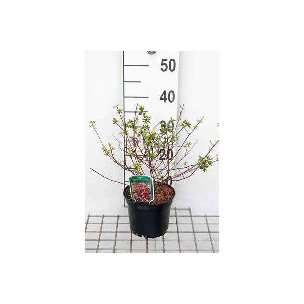 Abelia Grand. 'Sunshine Daydream'® - Abelia 25- 30 Cm In Contenitore-image