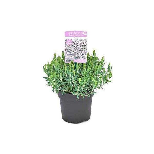 Andromeda Pol. 'Blue Ice' - Erica Lavanda Blue Ice 15- Contenitore Da 20 Cm-image