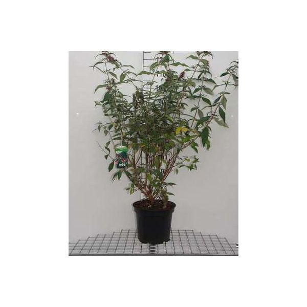 Buddleja Dav. 'Pink Panther'® - Cespuglio Di Farfalle 60-80 Cm In Contenitore-image