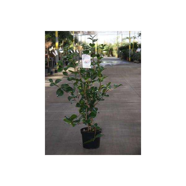 Camellia Japonica In Specie E Varietà - Camellia Japonica In Sorten Und VarietäTen 50- 60 Cm Container-image