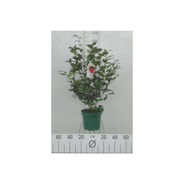 Camellia Japonica In Specie E Varietà - Camellia Japonica In Sorten Und VarietäTen 60- 80 Cm Container-image