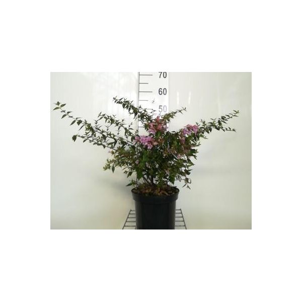 Abelia 'Edward Goucher' - Abelie 'Edward Goucher' 25- 30 Cm In Contenitore-image