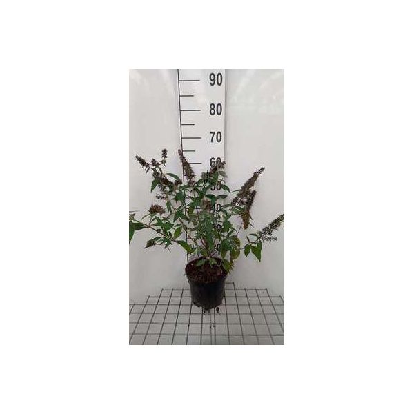 Buddleja Dav. Reve De Papillon Lavander'® - Lillà Farfalla 40- 60 Cm In Contenitore-image