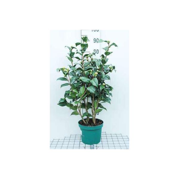 Camellia Japonica Roze-Rose - Camellia Japonica Rosa 60- 80 Cm In Contenitore-image