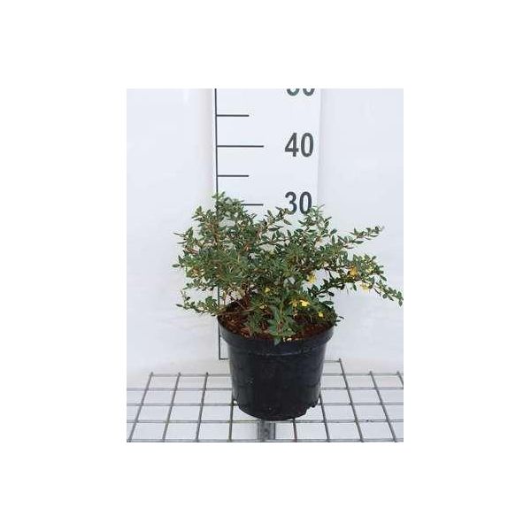 Berberis Verruculosa - Crespino Verrucoso Sempreverde Contenitore Da 25-30 Cm-image