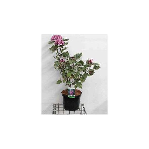 Clerodendrum Bungei 'Pink Diamond'® - Clerodendrum Bungei Pink Diamond 60- 80 Cm In Contenitore-image
