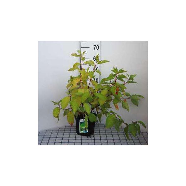 Cornus Alba 'Aurea' - Corniolo 60-80 Cm In Contenitore-image
