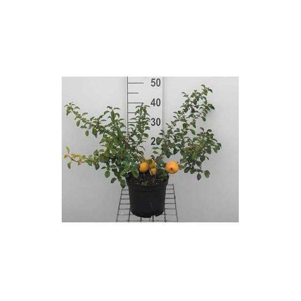 Chaenomeles Jap. 'Sargentii' - Cotogno Di Palude 30- 40 Cm Contenitore-image