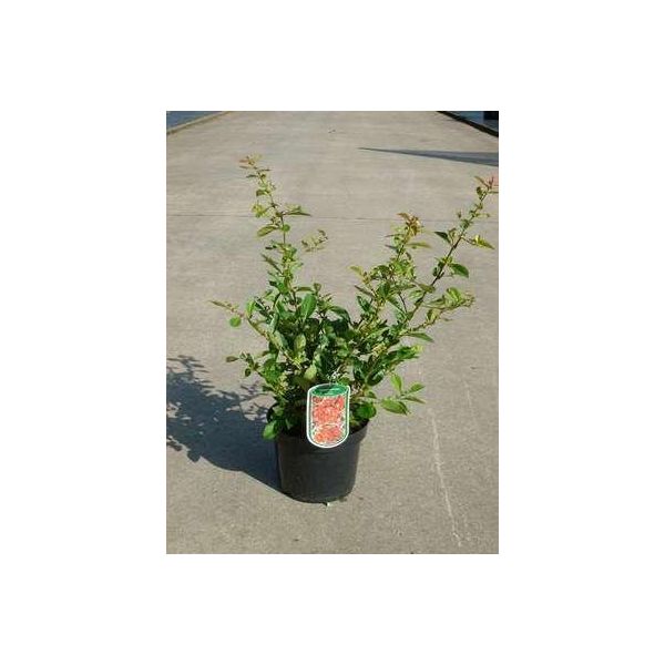 Chaenomeles Sup. 'Nicoline' - Zierquitte Giapponese 30- 40 Cm Contenitore-image