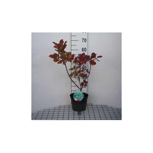 Cotinus Cogg. 'Old Fashioned'® - Arbusto Di Parrucca 40- 60 Cm In Contenitore-image