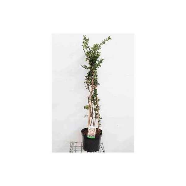 Chaenomeles Sup. 'Salmon Horizon' - Zierquitte Giapponese 60-80 Cm In Contenitore-image