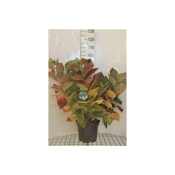 Ortensia 'Teller White' (Bianco/Bianco) - Ortensie 40- 60 Cm In Contenitore-image