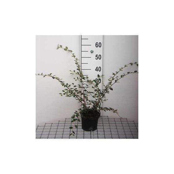 Cotoneaster Franchetii - Nespolo Da Frutto 40- 60 Cm Contenitore-image