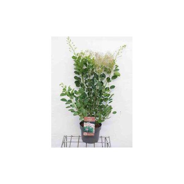 Cotinus Cogg. 'Young Lady'® - Arbusto Di Parrucca Young Lady 50- 60 Cm In Contenitore-image