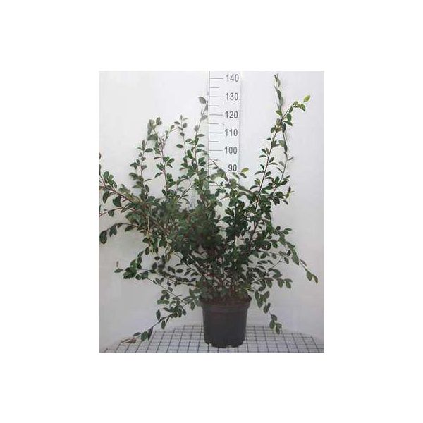 Cotoneaster Lacteus - Teppichmispel 60-80 Cm Contenitore-image