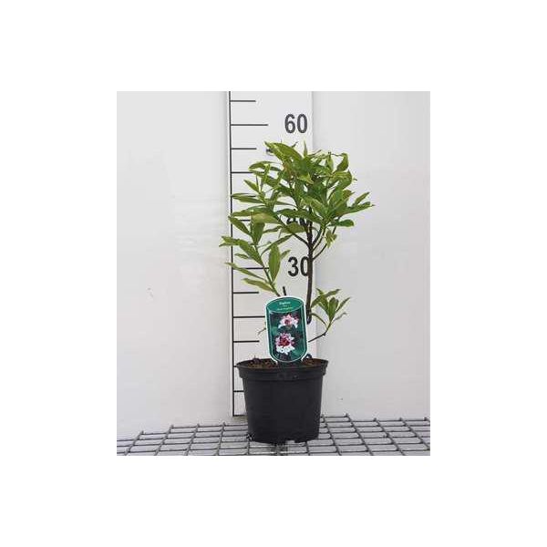 Daphne Od. 'Marianni'® - Daphne Daphne 20- 25 Cm Contenitore-image
