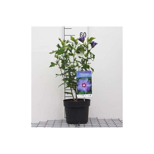 Hibiscus Syr. 'Oiseau Bleu' ('Uccello Blu') - Garteneibian 40- 60 Cm Contenitore-image