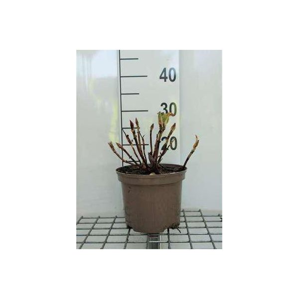 Hydrangea Macr. 'Masja' ('Sibilla') - Ortensia 25- 30 Cm In Contenitore-image