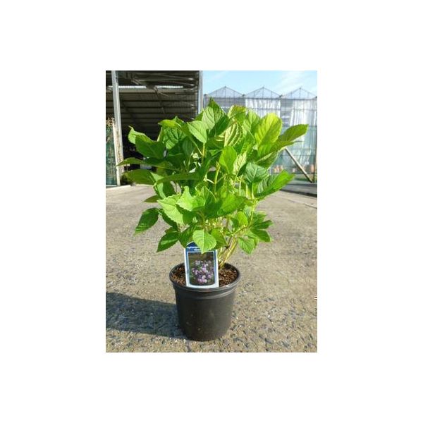 Hydrangea Macr. 'Nikko Blue' - Ortensia In Contenitore Da 25-30 Cm-image