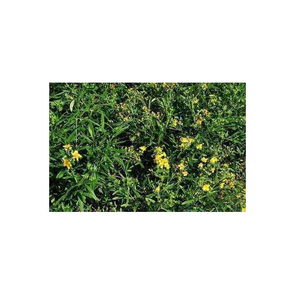 Hypericum Dummeri 'Peter Dummer' - Erba Di San Giovanni 20 - 30 Cm Contenitore-image