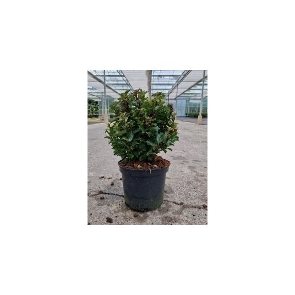 Ilex Meserveae 'Little Rascal' - Agrifoglio Americano Little Rascal 20- 25 Cm - Contenitore-image