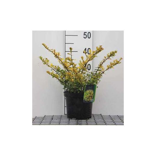 Ilex Cren. 'Golden Gem' - Stechpalme Giapponese 20- 30 Cm - Contenitore-image