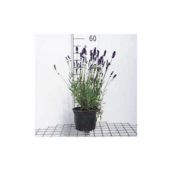 Lavandula Ang. Hidcote' - Lavanda - Contenitore 2 Litri-image
