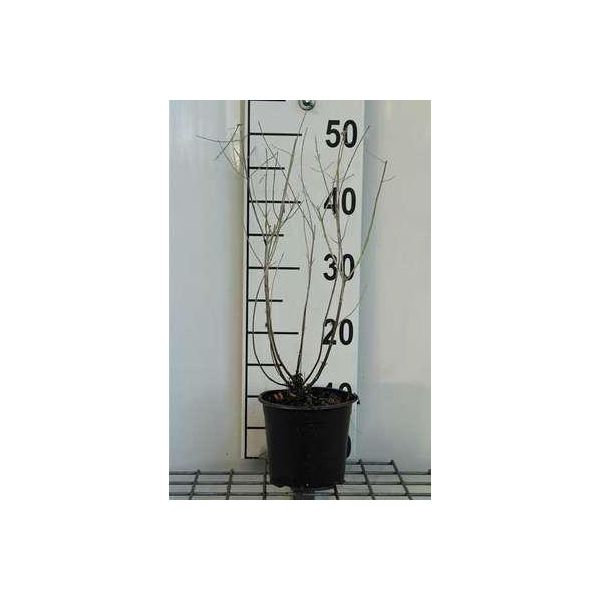 Perovskia Atripl. 'Blue Spire' - Blauraute Blue Spire 20- 25 Cm - Contenitore-image