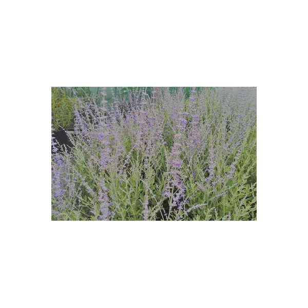 Perovskia Atripl. 'Blue Spire' - Blauraute Blue Spire 60- 80 Cm - Contenitore-image