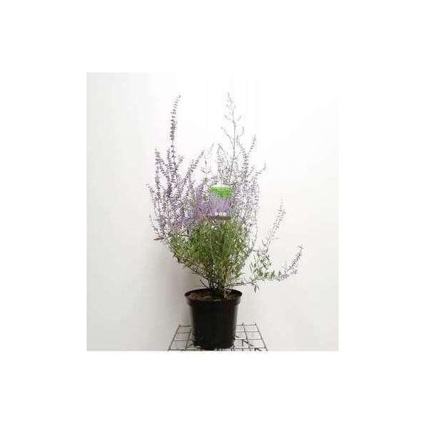 Perovskia Atripl. 'Blue Spire' - Blauraute Blue Spire 50- 60 Cm - Contenitore-image