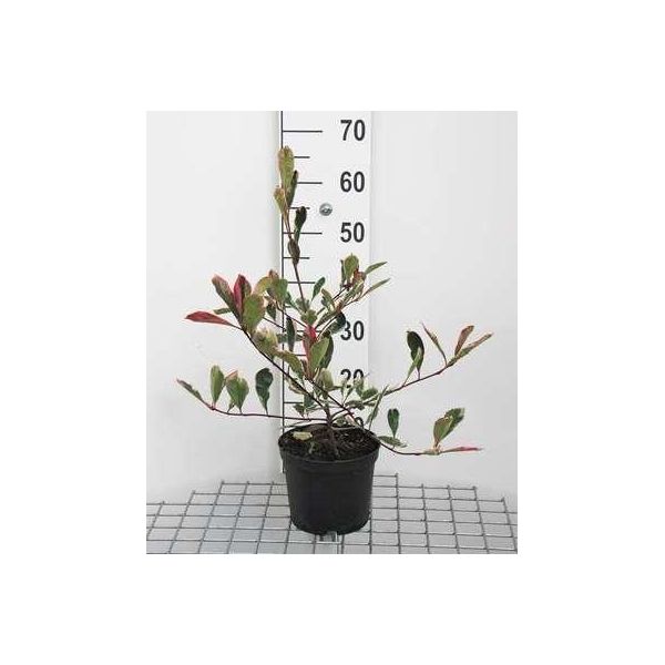 Photinia Fras. 'Pink Marble'® ('Cassini'®) - Nespolo Bianco-Verde 40- 60 Cm - Contenitore-image