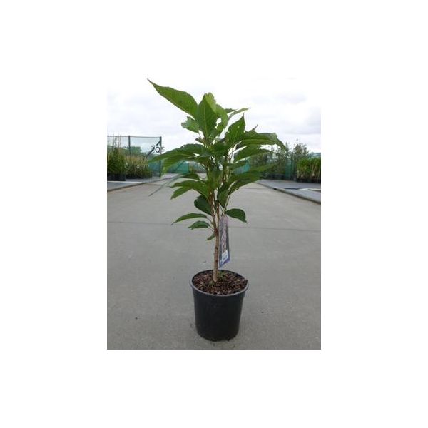 Prunus Serr. 'Amanogawa' - Zierkirsche Giapponese 60-80 Cm - Contenitore-image